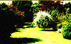 The garden