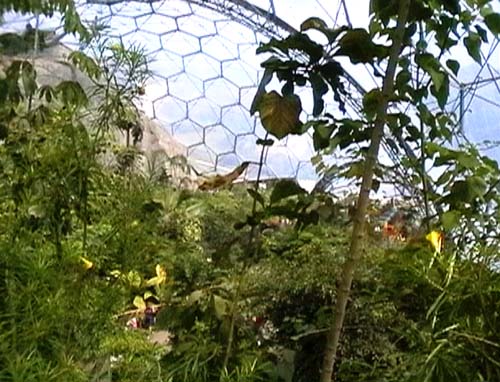 Inside the Tropical Biome
