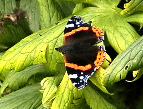 Red Admiral