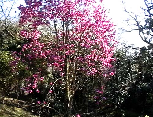 Purple Magnolia at Caerhays Castle