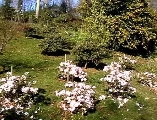 Small Camelia at Caerhays Castle