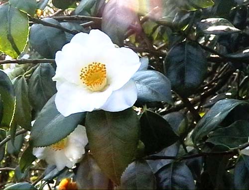 White Camelia at Caerhays Castle