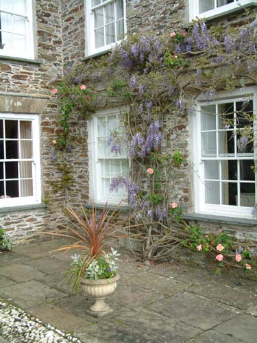 Wisteria at Crugsillick