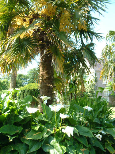 Arum lillies at Crugsillick