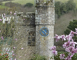 Wonderful Magnolias of St Just-in-Roseland