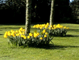 Daffodills at Crugsillick Manor