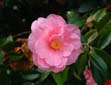 Pink Camelia at Glendurgan